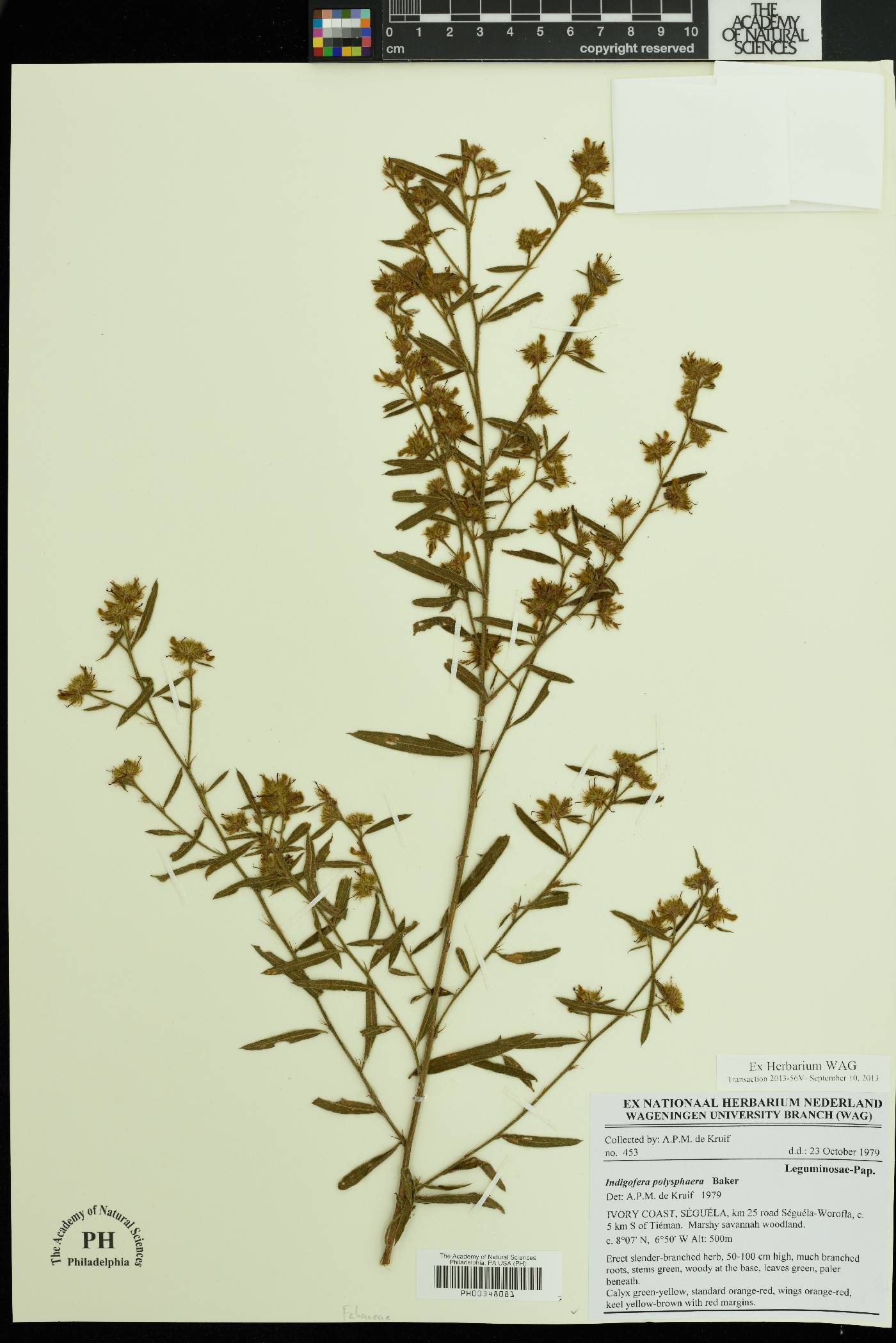 Indigofera polysphaera image