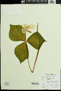 Trillium grandiflorum image