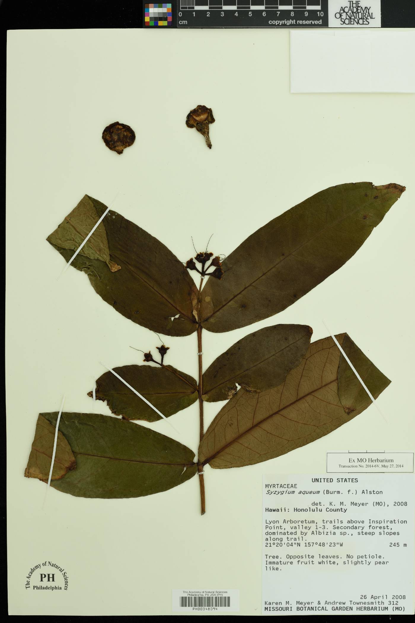 Syzygium aqueum image