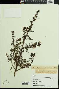 Pedicularis palustris image