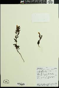 Image of Gentianella bicolor