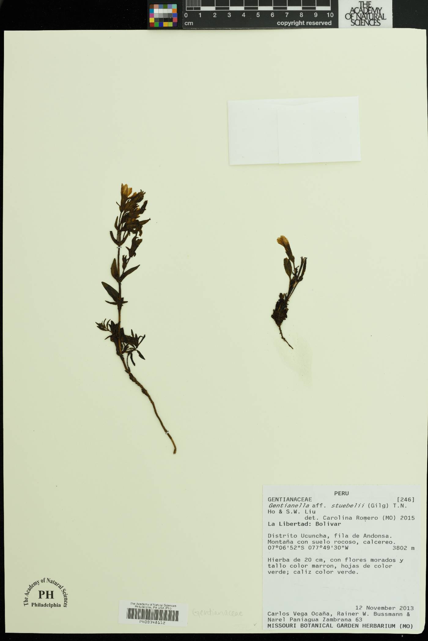 Gentianella bicolor image