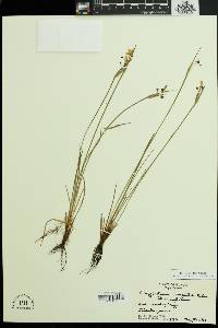 Sisyrinchium campestre image