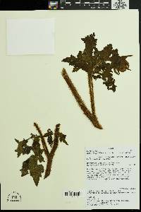 Image of Nasa macrophylla