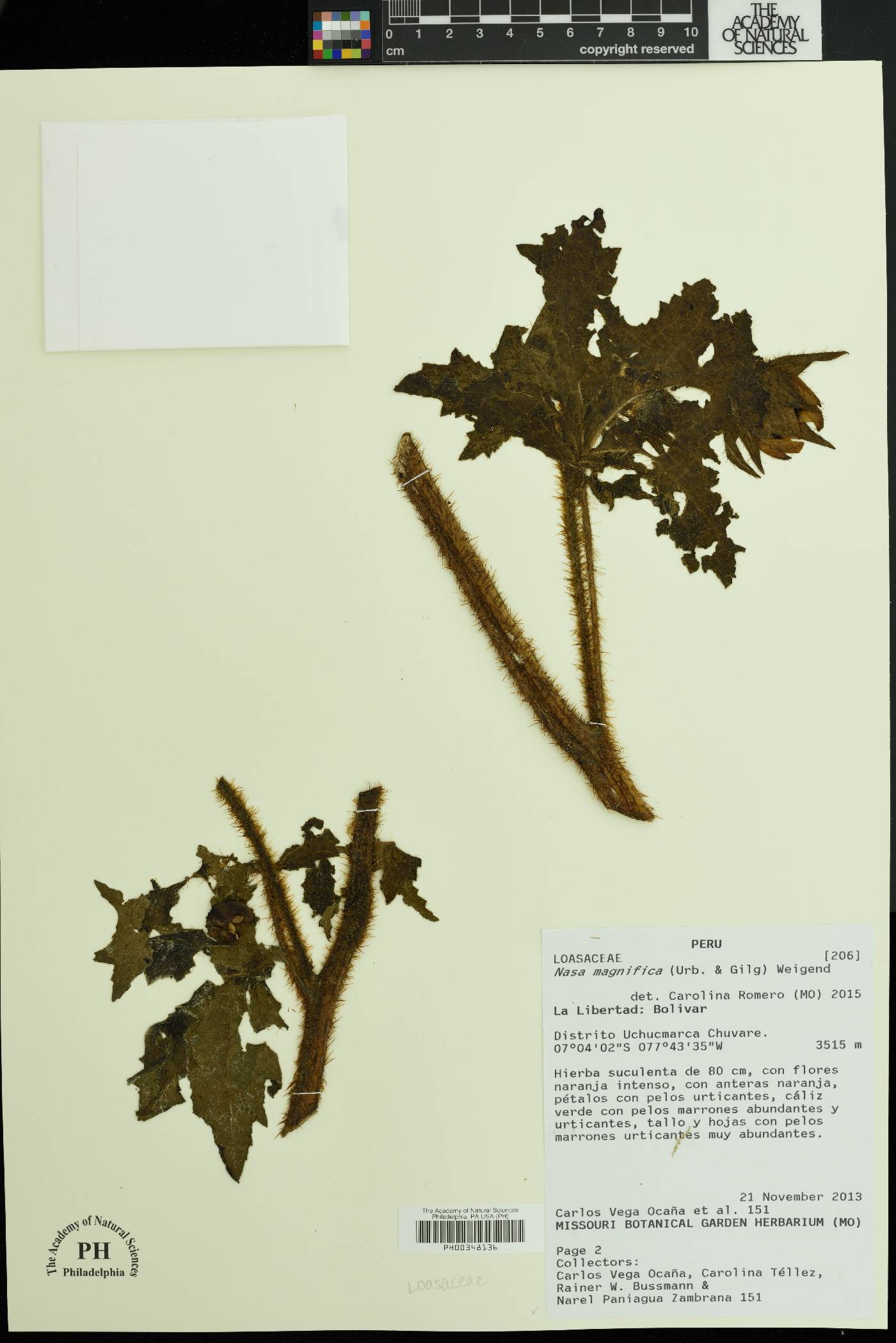 Nasa macrophylla image