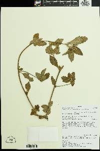 Image of Turnera orientalis