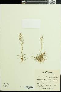 Image of Eragrostis articulata