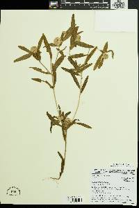 Image of Polygala arenaria