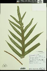 Microsorum scolopendria image