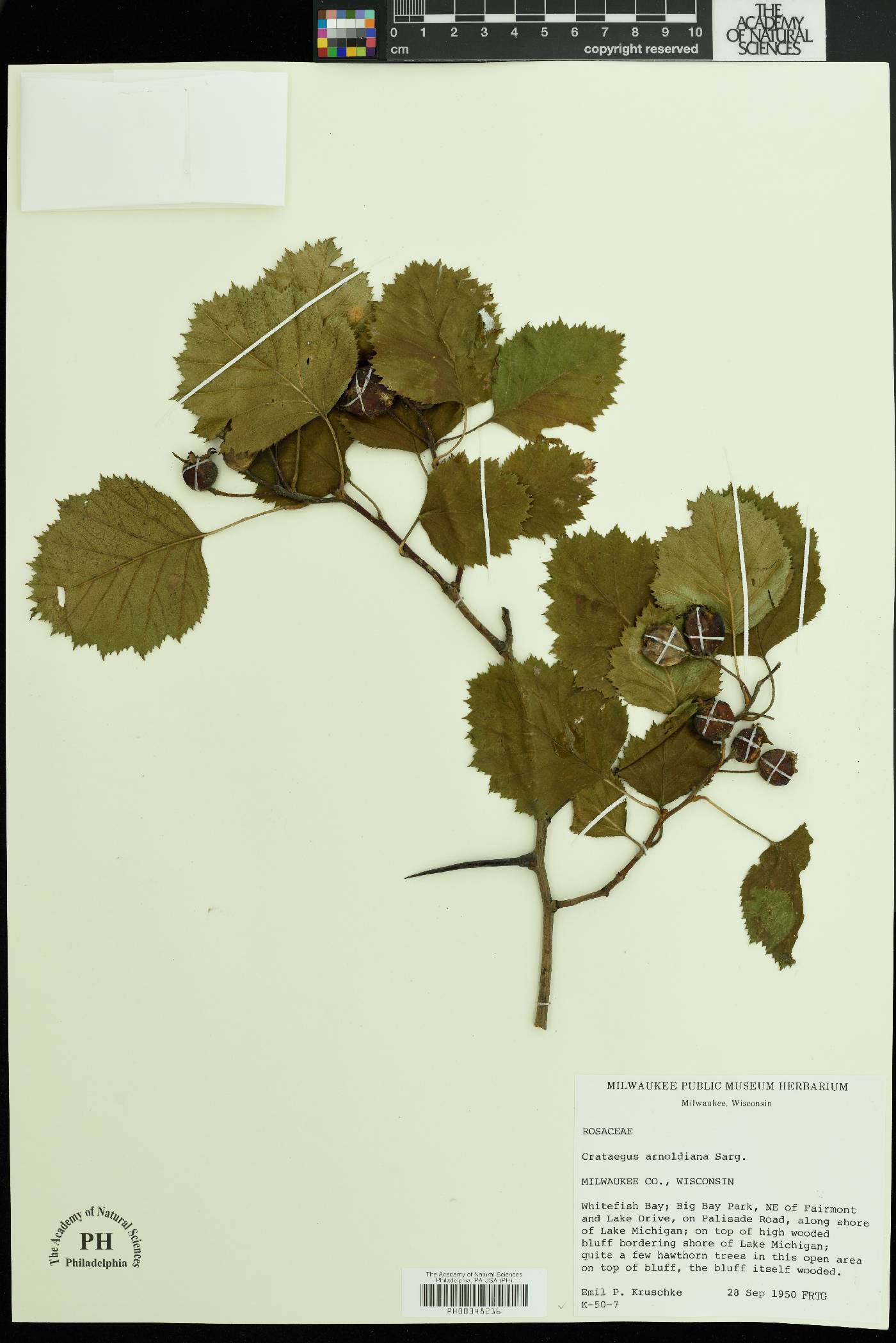 Crataegus arnoldiana image