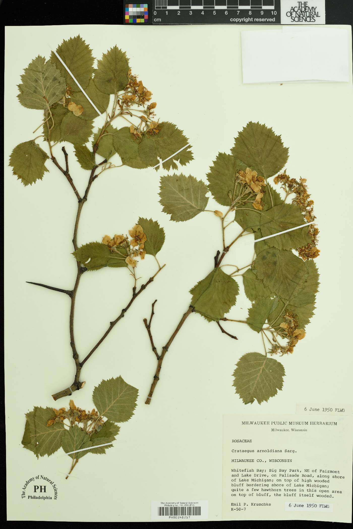 Crataegus arnoldiana image