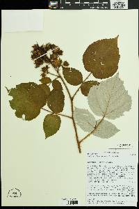 Rubus phoenicolasius image