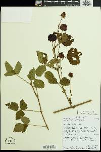 Rubus flagellaris image