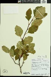 Crataegus douglasii image