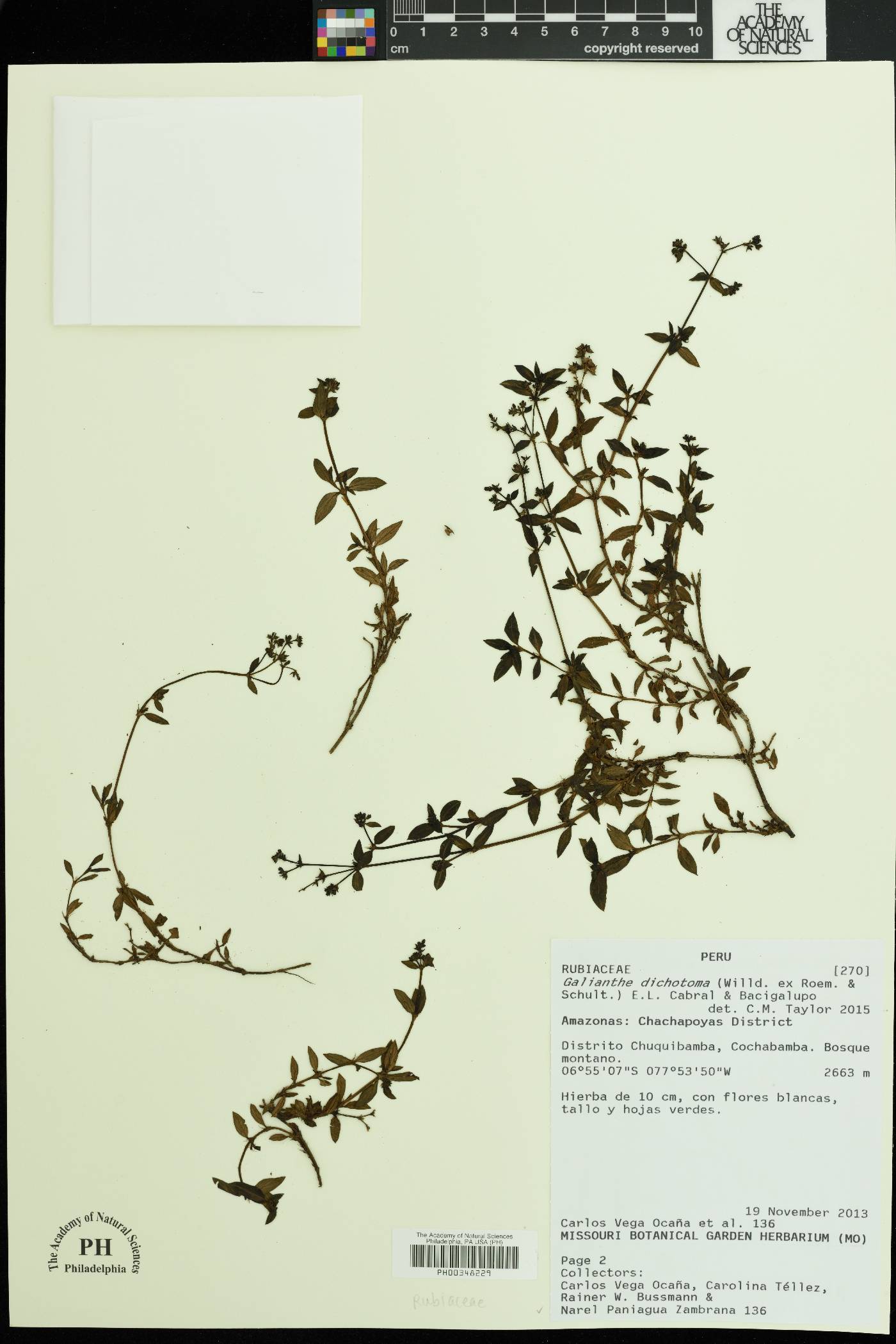 Galianthe dichotoma image
