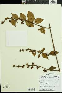 Media resource of Sabicea carbunica