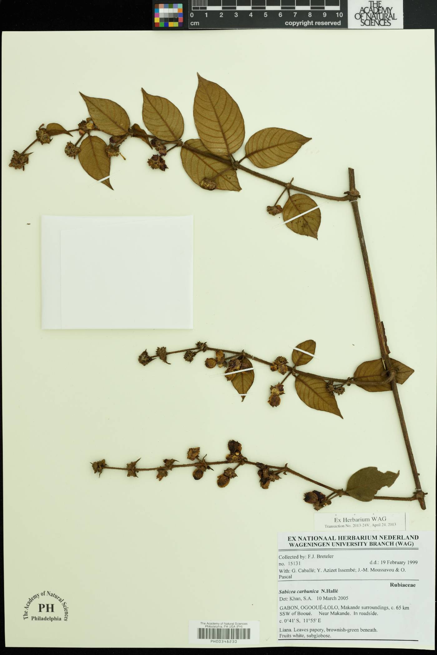 Sabicea carbunica image