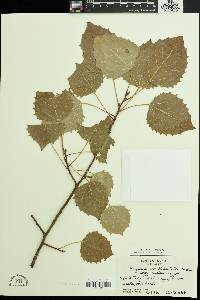 Populus grandidentata image