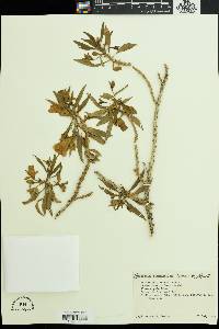 Image of Eremophila bignoniiflora