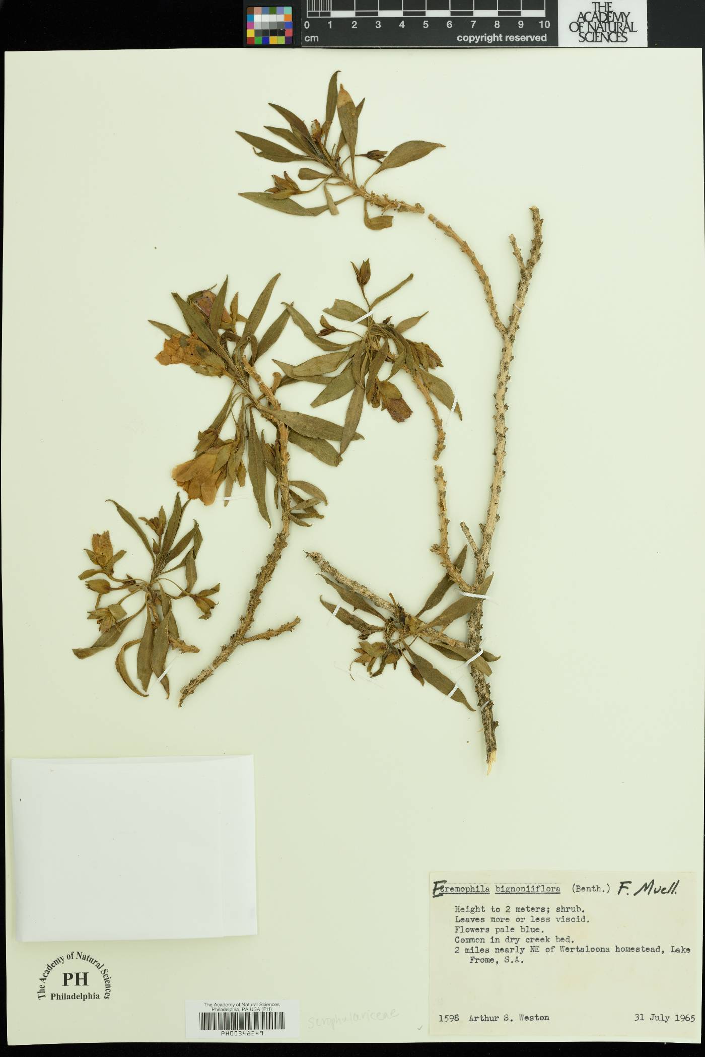 Eremophila bignoniiflora image