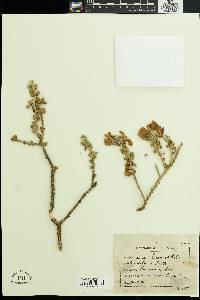Image of Eremophila rotundifolia