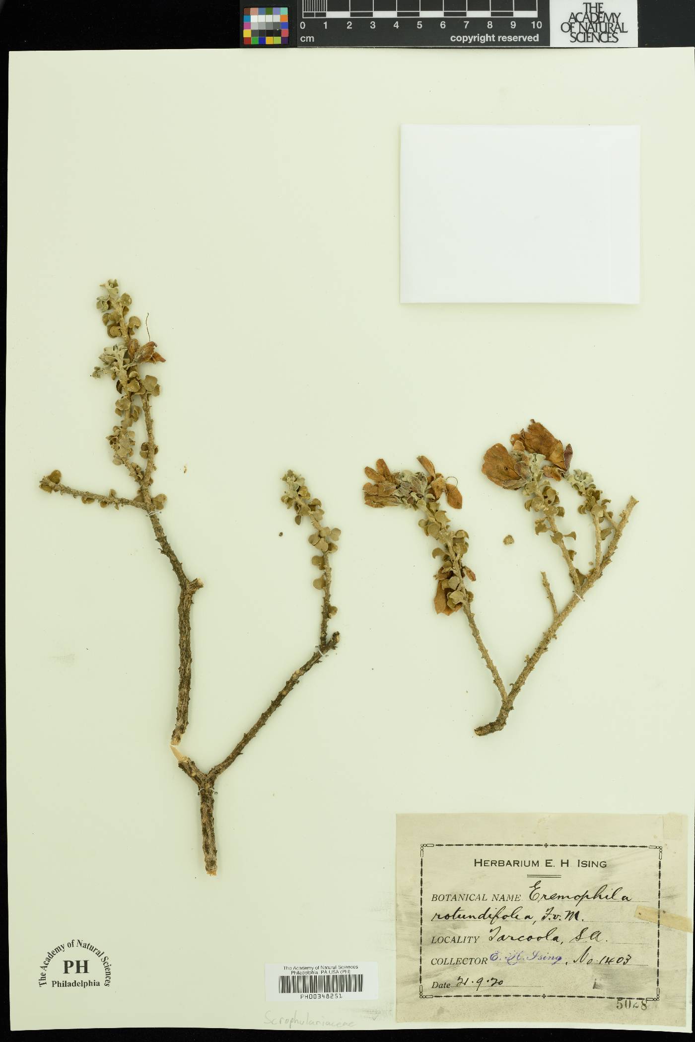 Eremophila rotundifolia image