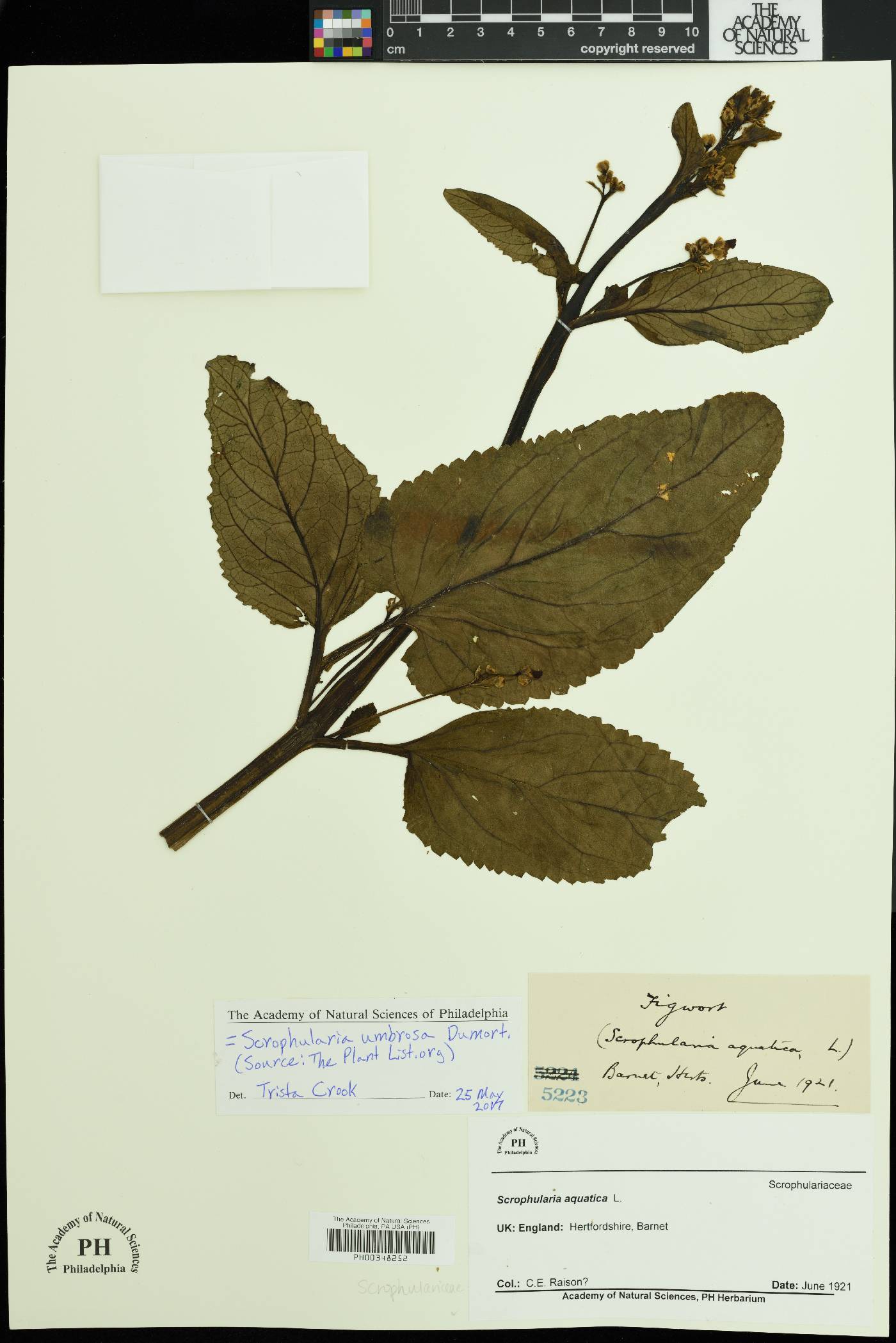 Scrophularia umbrosa image