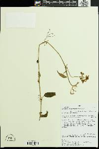 Image of Solanum basendopogon