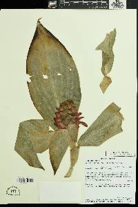 Costus productus image