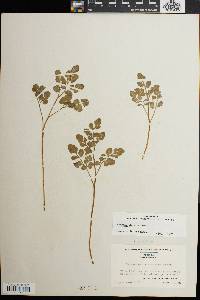 Botrychium alabamense image