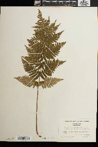 Dryopteris marginalis f. elegans image
