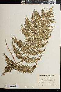 Dryopteris marginalis f. elegans image