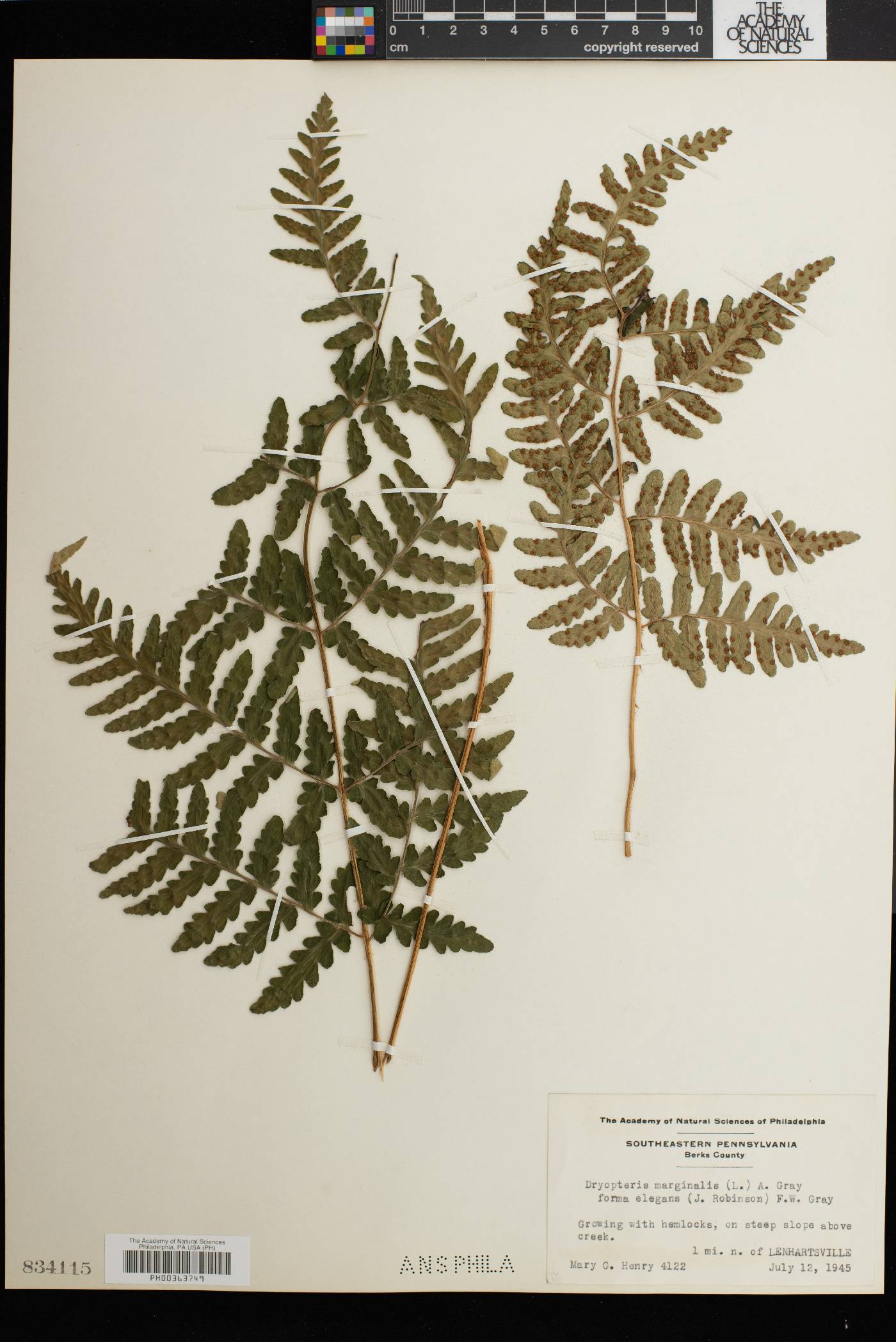 Dryopteris marginalis f. elegans image
