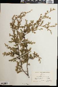 Chamaecyparis thyoides image