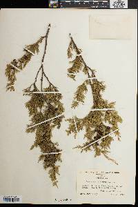 Chamaecyparis thyoides image