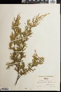 Chamaecyparis thyoides image