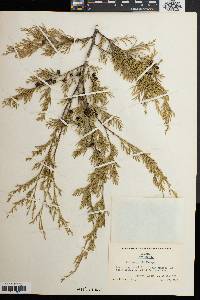 Chamaecyparis thyoides image