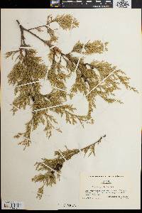 Chamaecyparis thyoides image