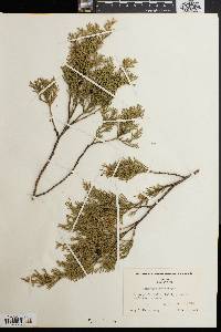 Chamaecyparis thyoides image