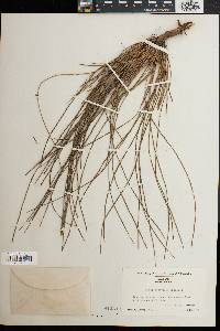 Pinus australis image