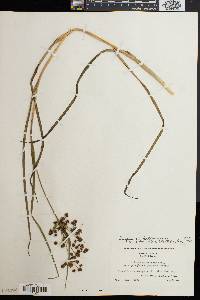 Scirpus hattorianus image