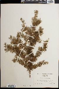 Taxus canadensis image