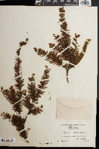 Taxus canadensis image