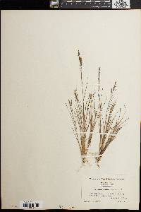 Spartina patens image