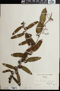 Smilax laurifolia image