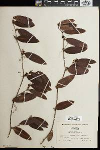 Smilax laurifolia image