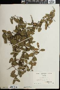 Smilax auriculata image