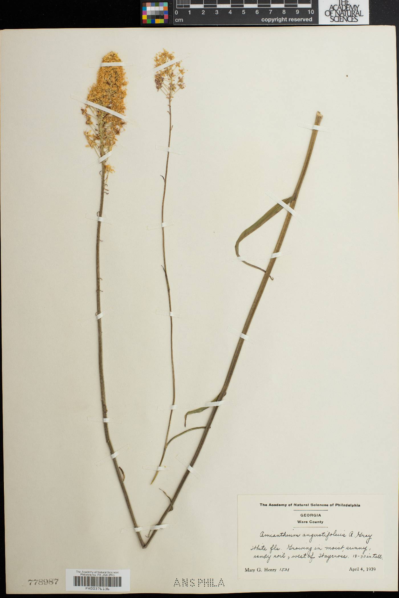 Amianthium angustifolium image