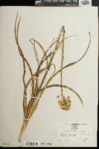 Amianthium muscitoxicum image