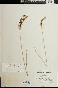 Brodiaea elegans image